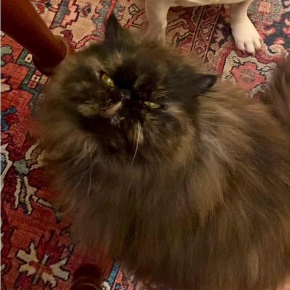 Meet your Posher, Amina - Picture 1 of 1